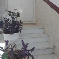 گل و گیاه|گل و گیاه طبیعی|یزد, |دیوار
