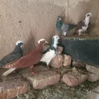 کبوتر