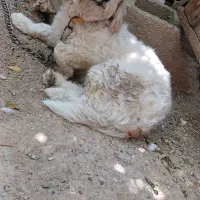سگ واکسن زده