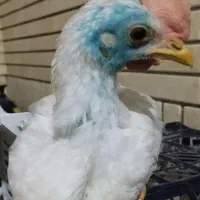 جوجه 4 ماهه