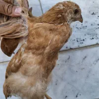 جوجه گلپایگانی