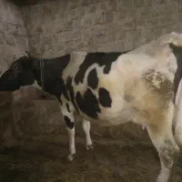 گاو قد بلند چهار شکم اروم هم برای نگهداری هم کشتار