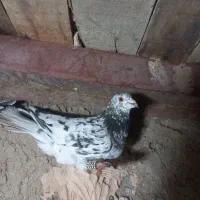 کبوتر پرشی