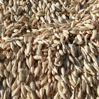 جو مرغوب تمیز اعلا