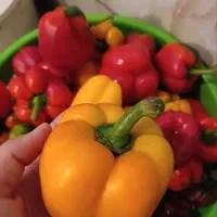 فلفل دلمه رنگی تازه