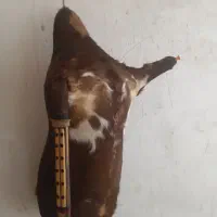 انواع نی همبان