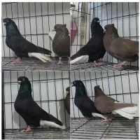 کبوتر طوقی زاغ دم سفید