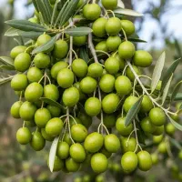 فروش انواع نهال زیتون + اشانتیون