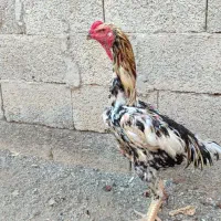 خروش لاری اوشامو اصل