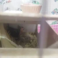 جوجه عروس