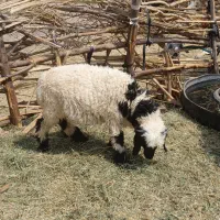 بره نر شاخی مناسب پروار