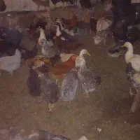 مرع|حیوانات مزرعه|کامیاران, |دیوار