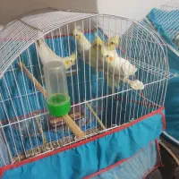فروش عروس هلندی