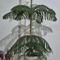کاج مطبق