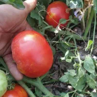 گوجه ربی و اورگانیگ برای رب