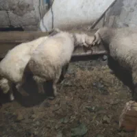 تعدادی گوسفند نر بفروش میرسد.