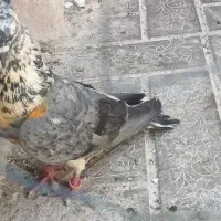 کبوتر نر
