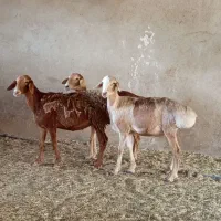 بره میش چینی