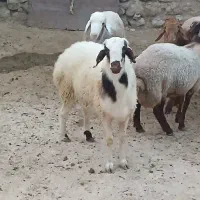 بره نر هترو