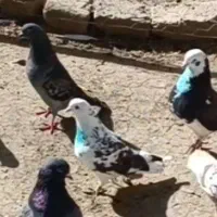 کبوتر|پرنده|نهاوند, |دیوار