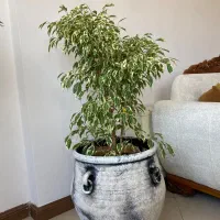 درختچه‌ی‌ طبیعی بنجامین بهمراه گلدان پتینه