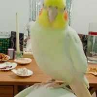 عروس هلندی گم شده