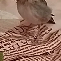 سهره