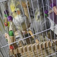 عروس هلندی رام یک جفت با قفس