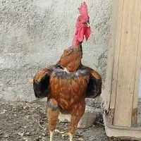 خروس دوعدد