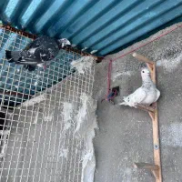 جفت سار کرمونی