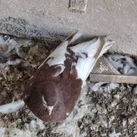 نر یال سرخ قرقاب گل و ارج