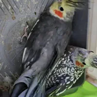عرس هلندی