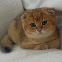 گربه اسکاتیش گلد