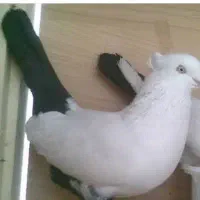 گمشده تخم داره