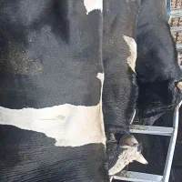 3راس گوساله پروار