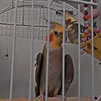 ۵عدد عروس هلندی