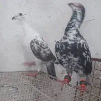 کفتر جفتکاه وپرش آس
