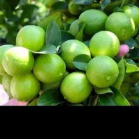 لیمو 140پرتقال مرکبات باغ اجاره میکنم