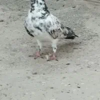 کبوتر