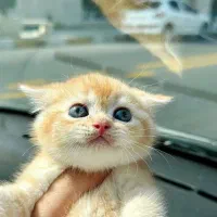 گربه های تربیت شده