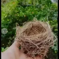 فروش قناری دستی