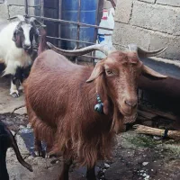 بز جوان هیکلی