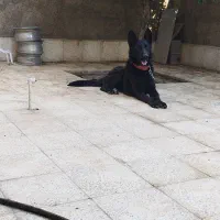 ژرمن بلک شولاین