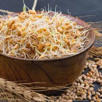 پودر جوانه گندم