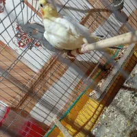 فروش عروس هلندی