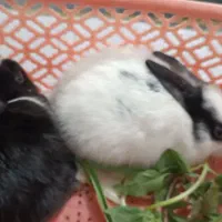 خرگوش