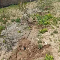 رسیدگی به باغر
