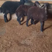 بره قزل دامازدخ