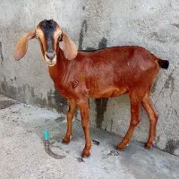 گوسفند ماده