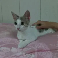 بچه گربه پرنسس خانوم وآقا سیمبا واگذاری رایگان
